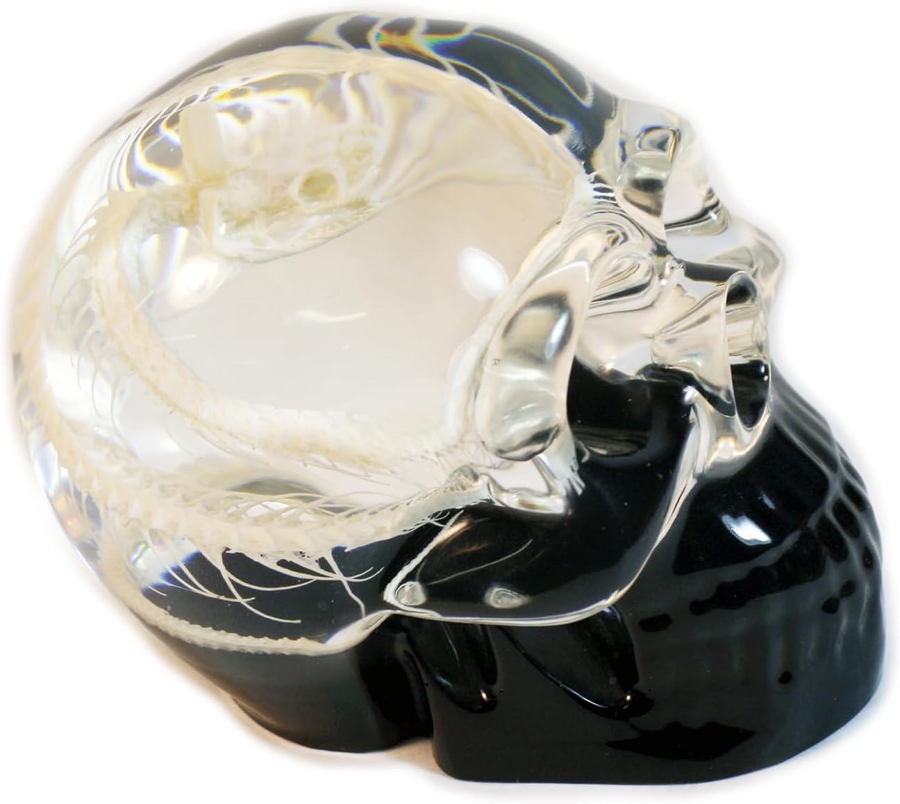 REALBUG 4" Real Snake Skeleton Desk Decoration in an Acrylic Skull with Black Background