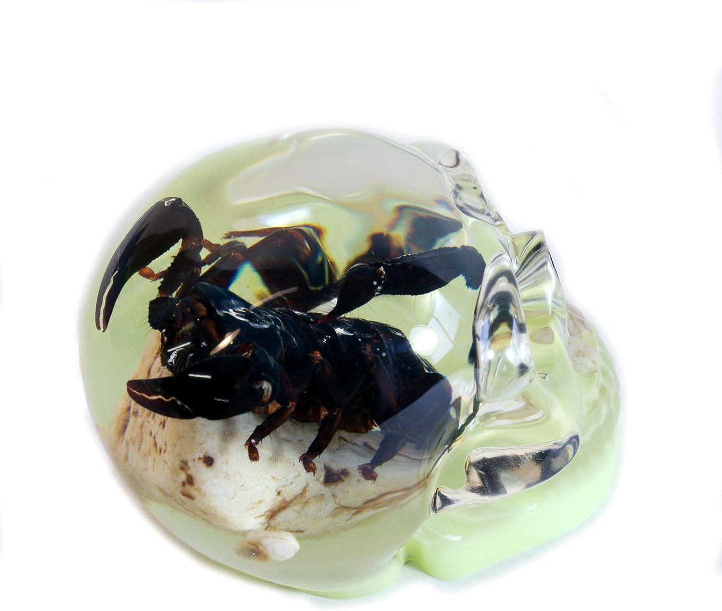 REALBUG 4" Real Scorpion Glow in The Dark Desk Decoration in an Acrylic Skull with Stones