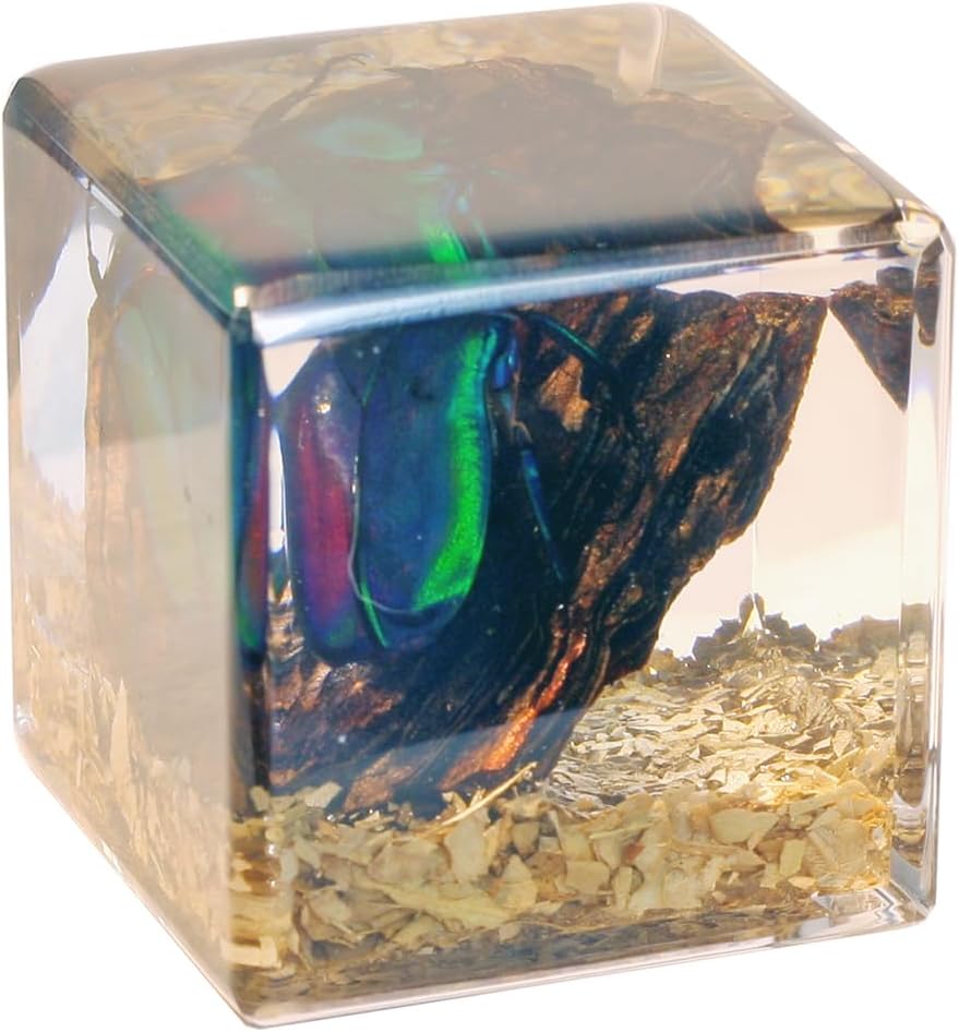 REALBUG Real Chafer Beetle Cube Desk Decoration