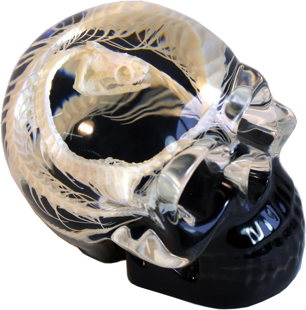 REALBUG 4" Real Snake Skeleton Desk Decoration in an Acrylic Skull with Black Background