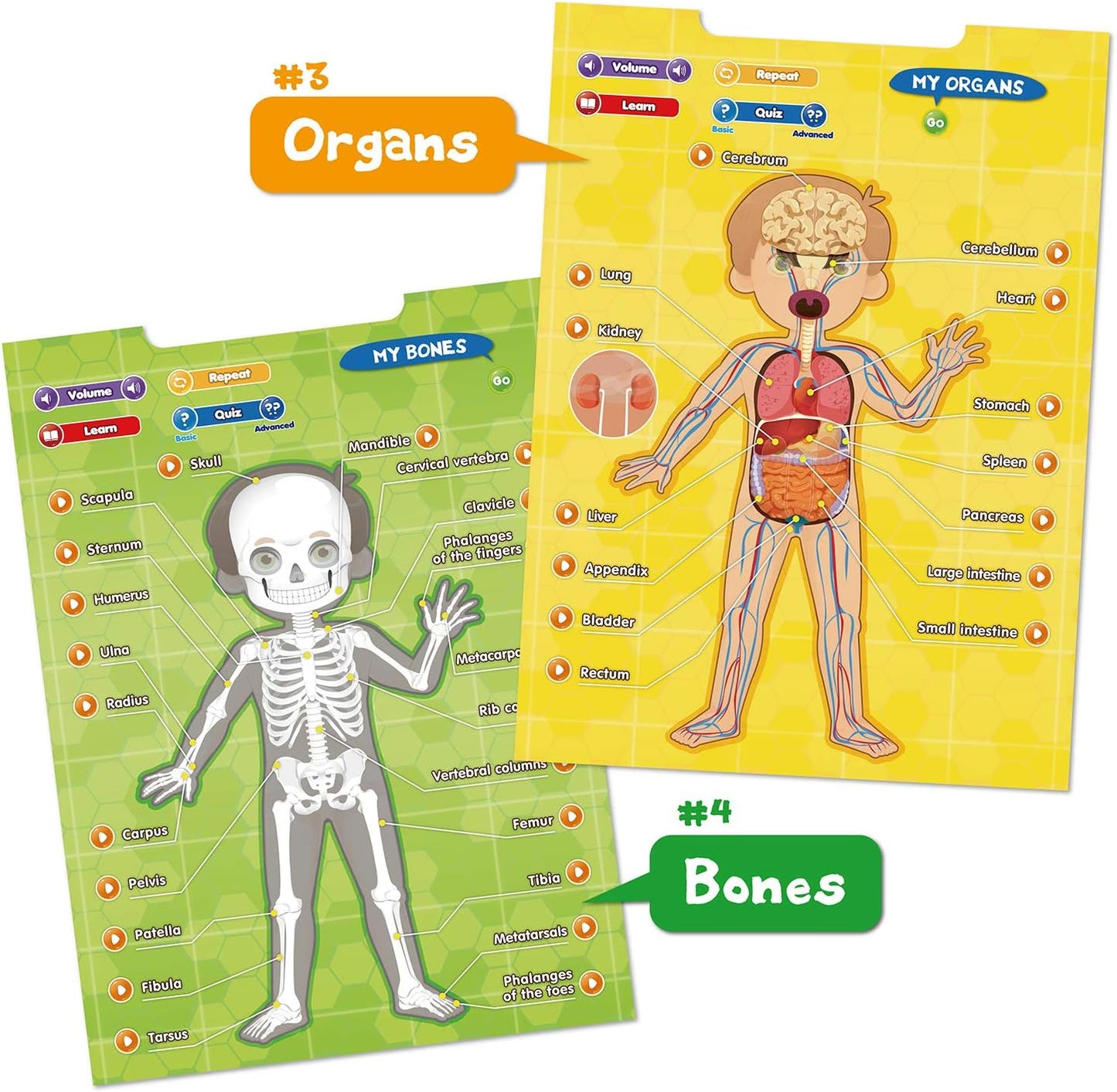 BEST LEARNING i-Poster My Body - Interactive Educational Human Anatomy Talking Game Toy | Learn Body Parts, Organs, Muscles and Bones for Kids Aged 5 to 12 Years Old